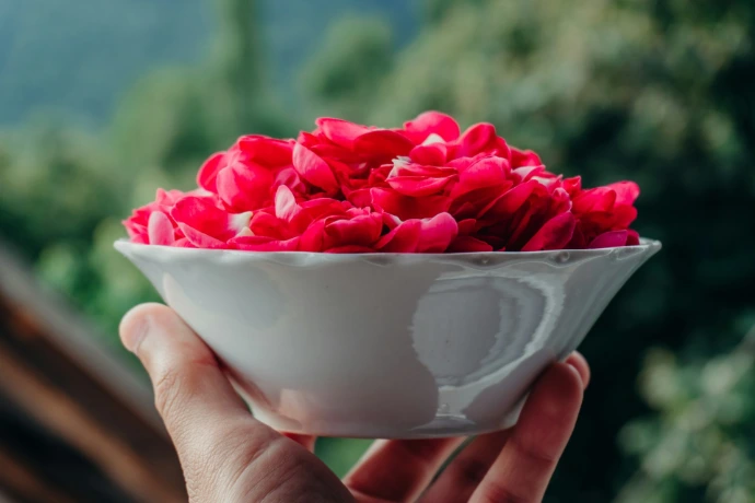Bowl of red rose petals held by hand
